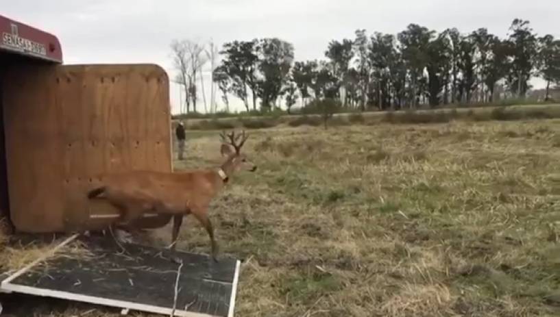 Se liberó un ciervo de los pantanos rescatado en el Delta