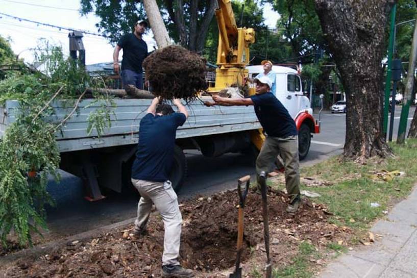 En 2019 plantan más de 5.000 árboles en todo el partido de San Isidro