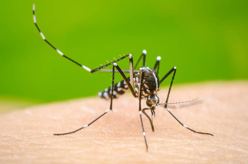 Recomendaciones de Fundación Barceló ante la epidemia de Dengue más grande de la historia en Argentina