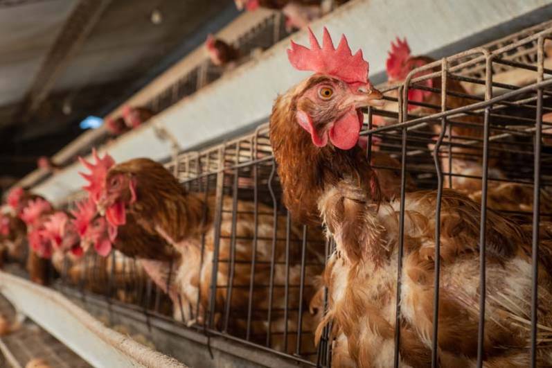 Una nueva investigación revela los bajos estándares de bienestar animal en la industria del huevo en Argentina