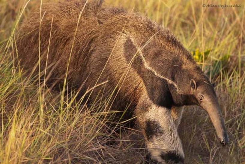 Fundación Vida Silvestre Argentina y Google presentan al yaguareté y al oso hormiguero en realidad aumentada