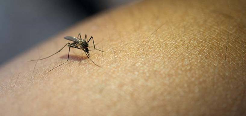 26/8 - Día Mundial del Dengue: síntomas, prevención y consejos
