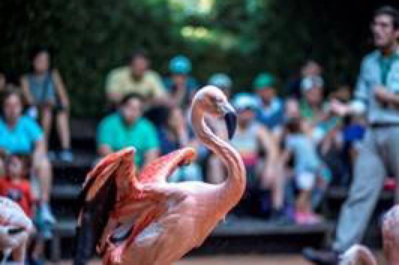 El aviario del Bioparque Temaikèn celebra 10 años con actividades especiales para toda la familia