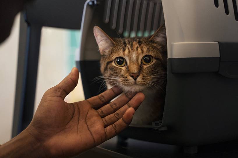 Turismo Pet Friendly: La guía definitiva para viajar en avión con tu mascota