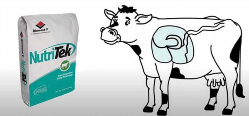 De la mano de Provimi llega a la Argentina Nutritek: máximo poder para optimizar la salud intestinal del ganado lechero
