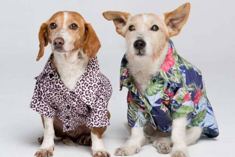 Ümarket presenta  Pet Clüb, la primera colección de prendas fashionistas para mascotas