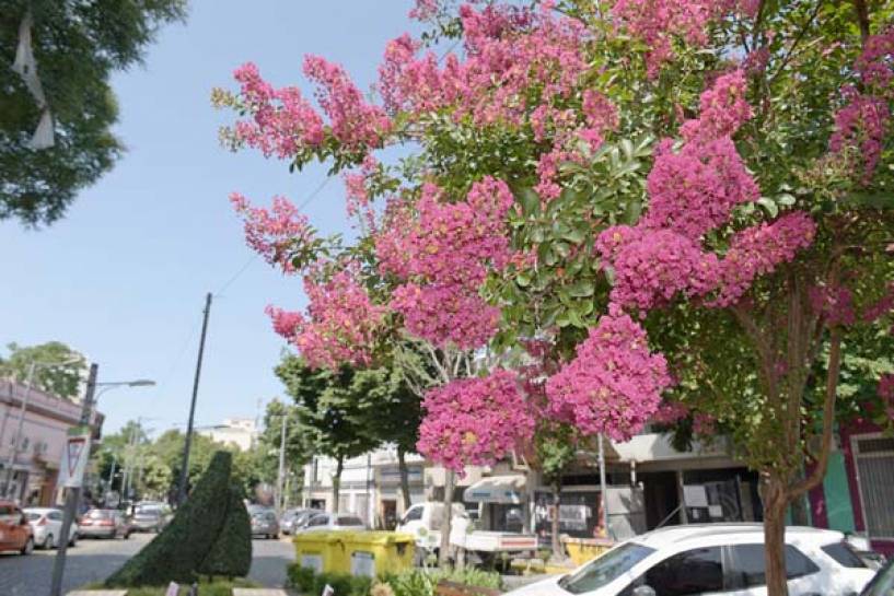 San Fernando plantará 10 mil árboles nuevos durante 2020