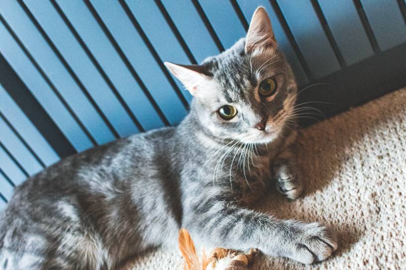 Los productos eco-friendly llegan al mercado de las mascotas: se lanzaron las primeras piedras sanitarias para gatos 100% biodegradables