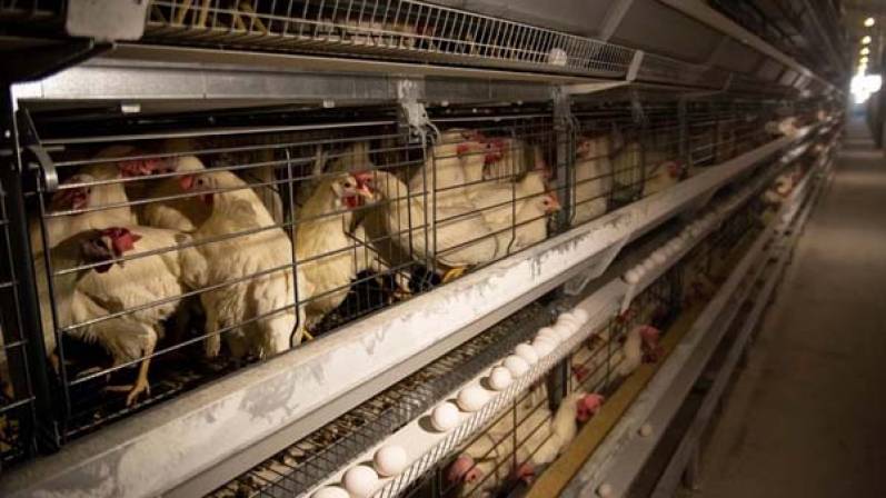 “La mayoría de los argentinos está en desacuerdo con el principal sistema de producción de huevos”, afirma nueva encuesta de opinión
