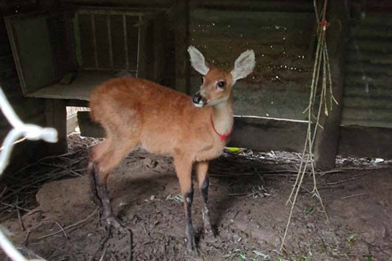 El Municipio de San Fernando rescató una cría de Ciervo de los Pantanos junto a la Fundación Temaikèn
