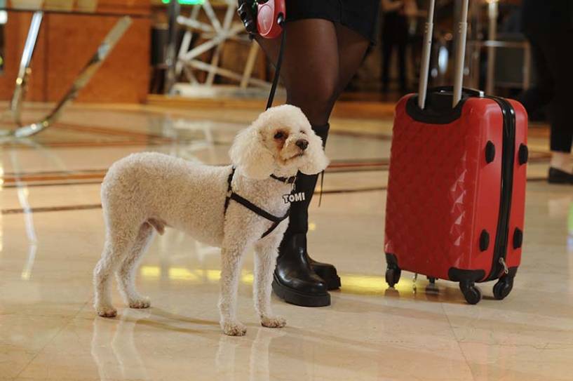 ¡GUAU! La tendencia pet friendly por la que Sheraton Buenos Aires Hotel continúa apostando