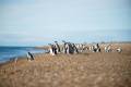 Día Mundial del Pingüino: Global Penguin Society revela los secretos de la migración de los pingüinos de Magallanes