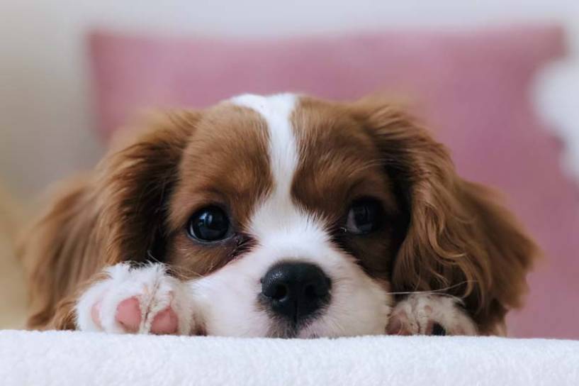 Vacunas, visitas del veterinario y estadías en hoteles: esto es lo que lo que incluyen los seguros para las mascotas