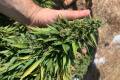 Pampa Hemp presenta su primera semilla de cannabis medicinal desarrollada y producida en Argentina