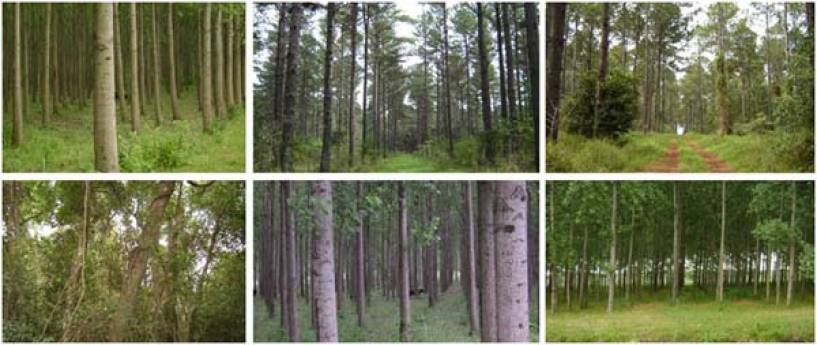 Más bosques para un futuro más sustentable: nace la primera Mesa Carbono Forestal Nacional