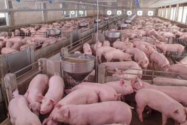Industria porcina: la alimentación representa más del 60% de los costos de producción