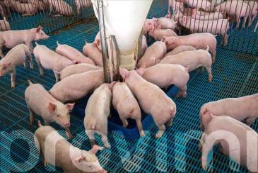 Claves para lograr la mejor conversión alimenticia en cerdos