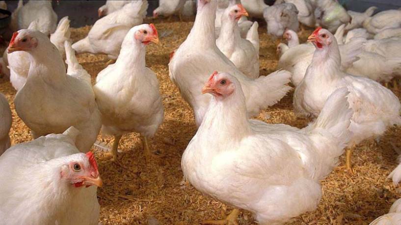 Gripe aviar: PROVIMI y Virkon aseguran una mayor bioseguridad en las granjas