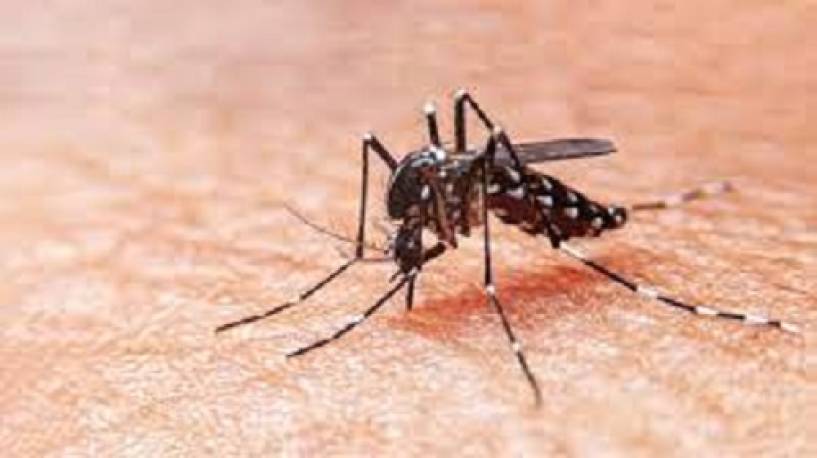 Dengue: qué hacer ante la aparición de síntomas