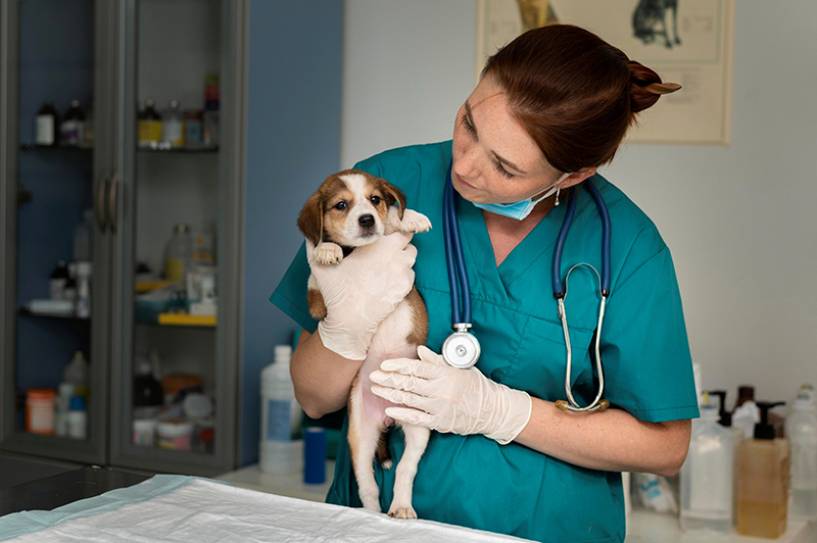 ¿Qué aconsejan los veterinarios frente a dificultades emocionales en perros y gatos?