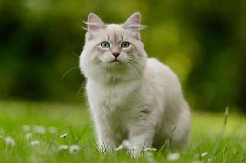 CAT LOVERS: Creando un ambiente amigable para un gato mayor
