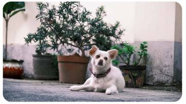 Perros adoptados: Consejos para que se adapten al nuevo hogar