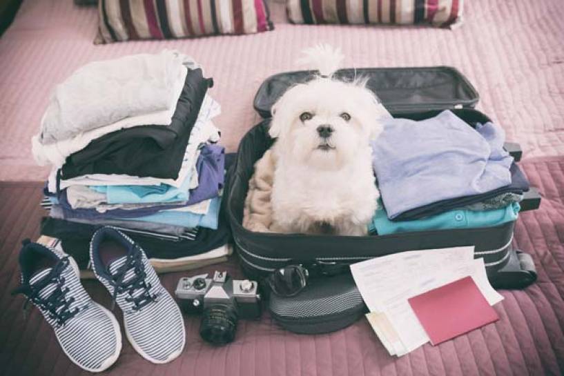 Vacaciones con mascotas: 5 tips para un viaje y estadía sin riesgos