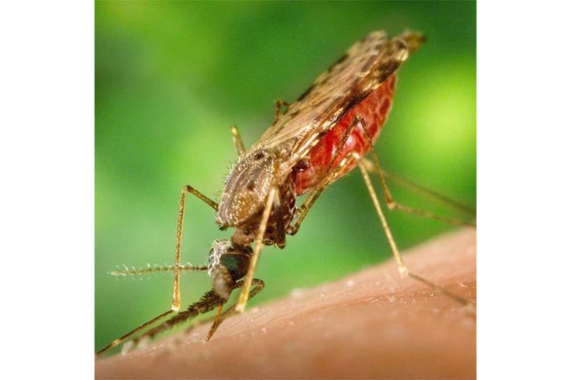 Gavi diseña plan para crear un suministro sostenible de vacunas contra la malaria