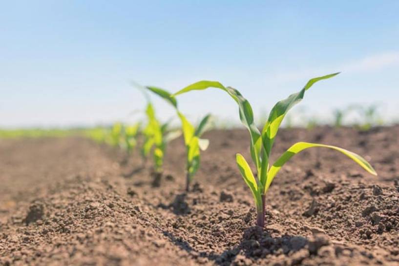 Comienza una nueva campaña de maíz, un cultivo clave para el agro y la Argentina