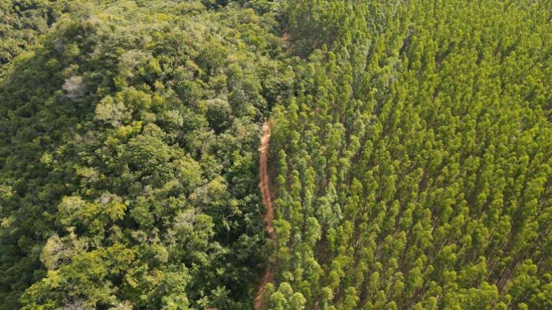 Créditos de carbono: en un año se quintuplicó la superficie forestal destinada a estos proyectos