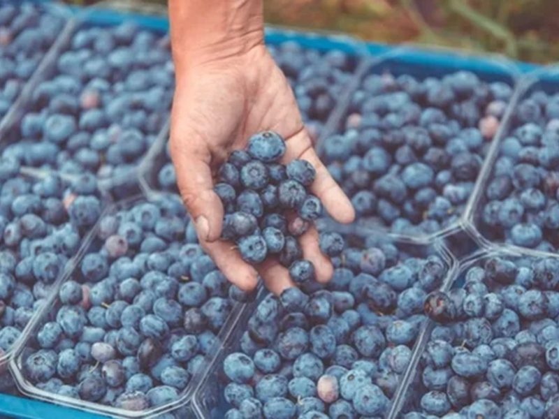 BLOOM FRESH™ amplía su actividad de hibridación a los arándanos