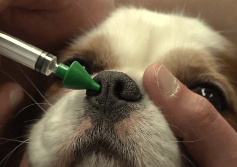 Complejo respiratorio infeccioso canino: la enfermedad de los perros sociables