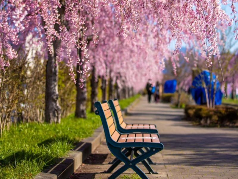 Eterna primavera