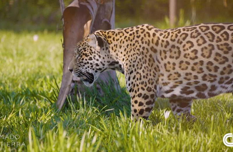 Reintroducción del jaguar mini representa esperanza para el Chaco argentino