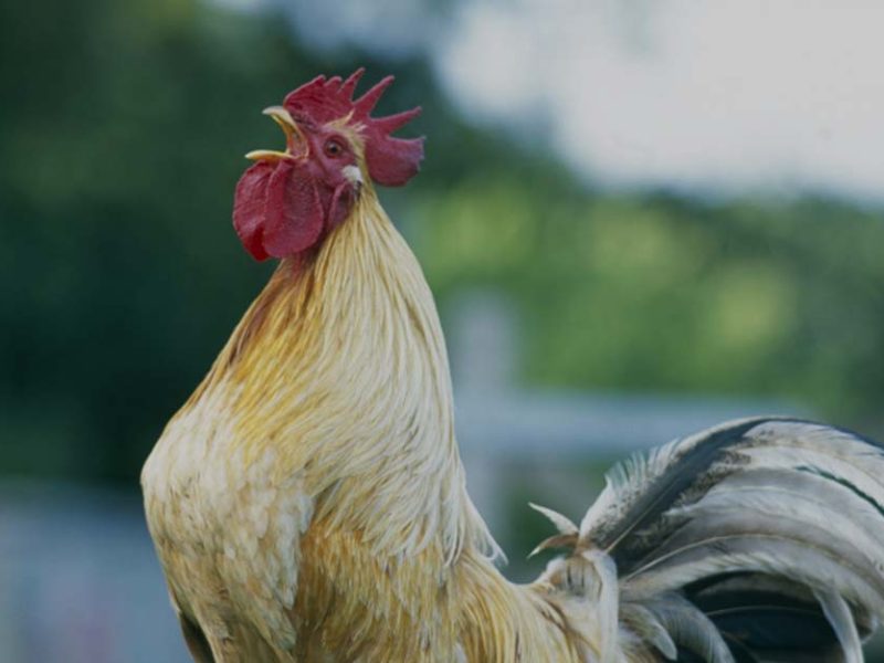 La vigilia del gallo y hace dos años que él, mí vecino, se fue para siempre
