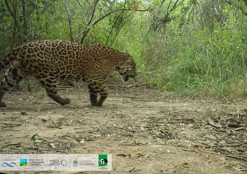 Nuevo registro de yaguareté en la región chaqueña: un logro del monitoreo con cámaras trampa y la ciencia colectiva