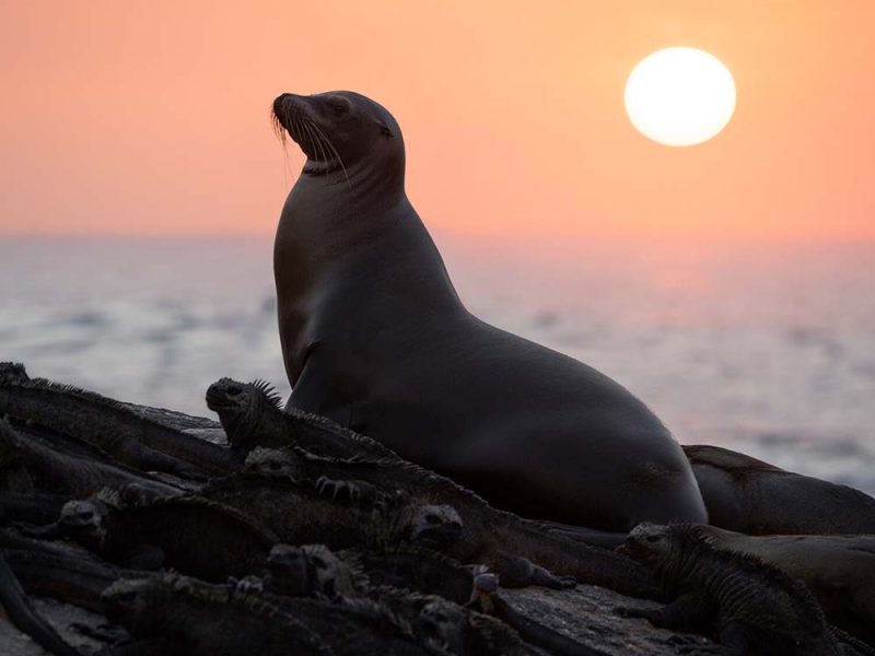 La película de Disneynature Leones Marinos de las Galápagos estrena el Día de la Tierra en Disney+