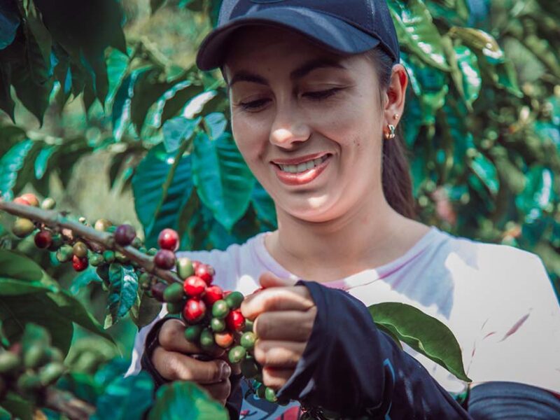 ¿Estás planeando una escapada a la Selva Central? No te puedes perder la Ruta del Café
