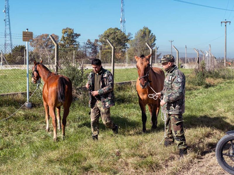 Con la colaboración del CIMoPU se recuperaron otros dos caballos sueltos en Ruta 9