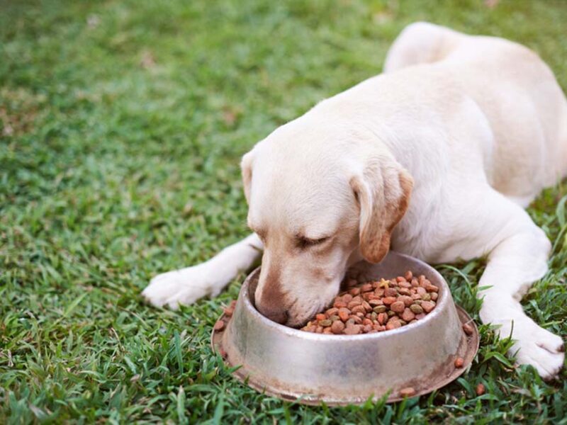 Worldpanel by Numerator: En el Perú 2 de cada 3 hogares compra alimento para perros