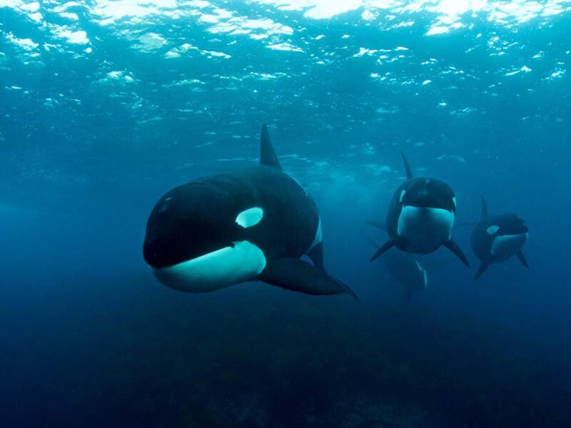 Ante los varamientos recientes de ballenas en las costas de Buenos Aires Greenpeace afirma que “es una señal de alarma sobre la salud de los océanos”