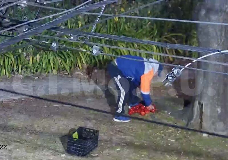 Robó un cajón de tomates, atacó a vecinos y terminó detenido por la Patrulla Urbana
