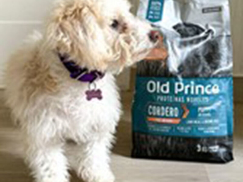 Día Mundial del Perro: una oportunidad para reconocer y cuidar a nuestros mejores amigos