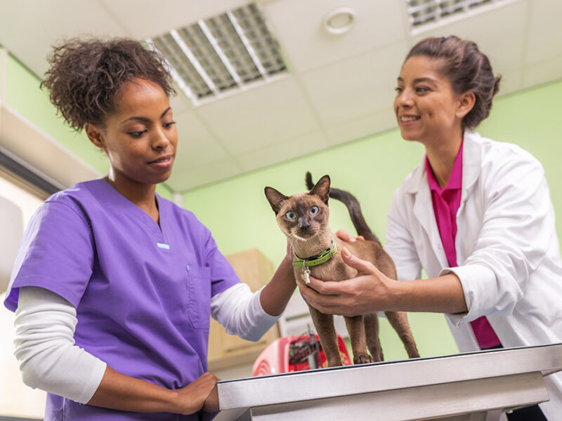 Veterinarios: aliados clave para la salud animal, humana y ambiental