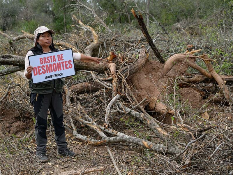 Greenpeace documentó desmontes ilegales en Chaco: 170 mil hectáreas deforestadas desde la suspensión judicial