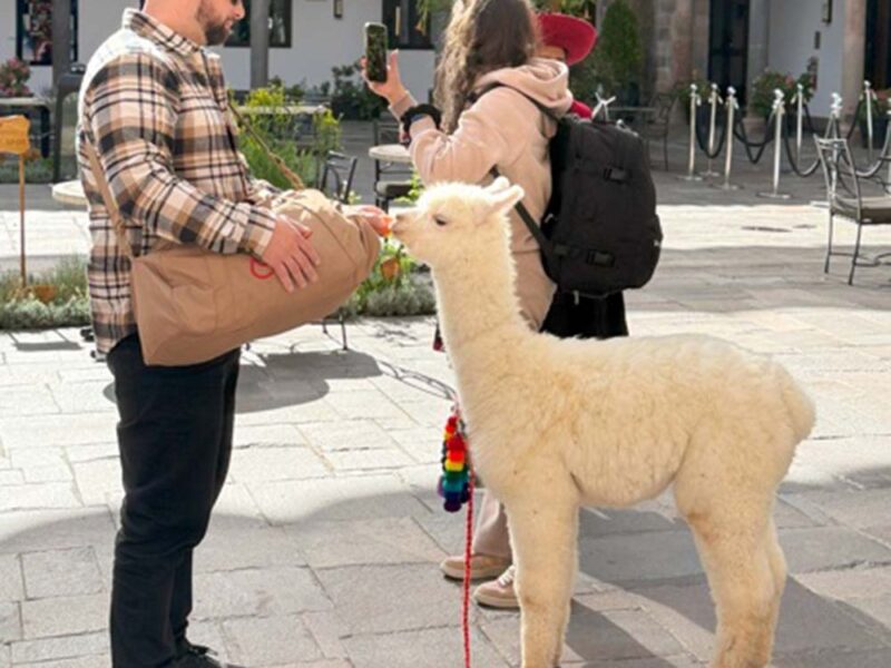 Día de la Alpaca: Celebrando el tesoro vivo de los Andes
