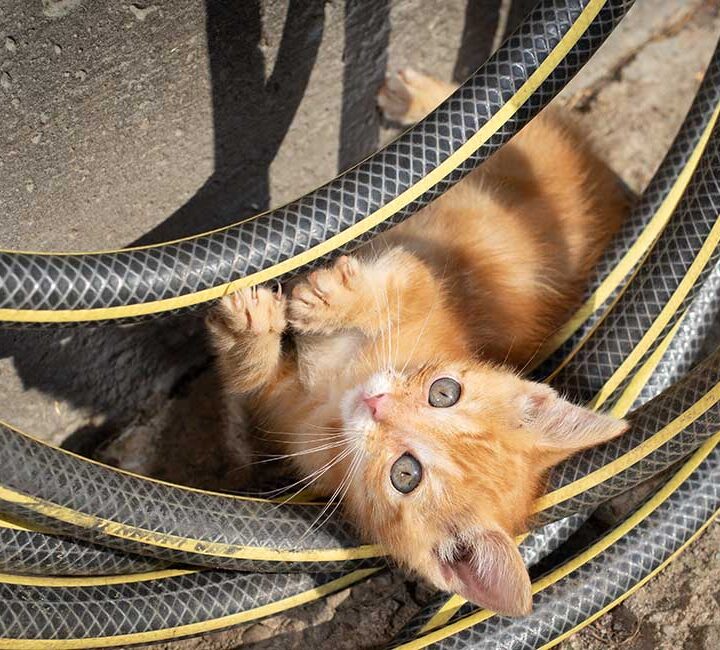 El gran secreto detrás de las travesuras de los gatitos: crecen a una velocidad asombrosa