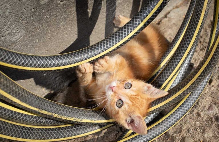 El gran secreto detrás de las travesuras de los gatitos: crecen a una velocidad asombrosa