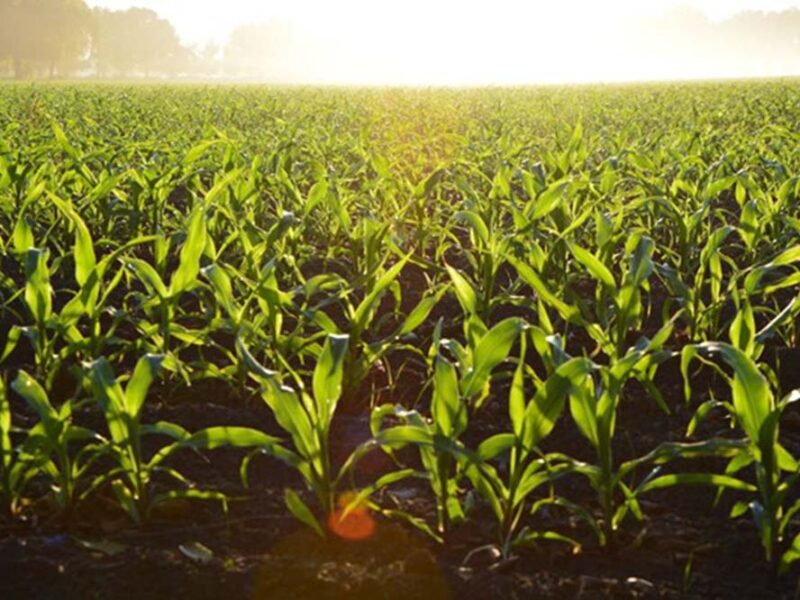 Cómo la gestión del agua impacta en alimentos y cultivos