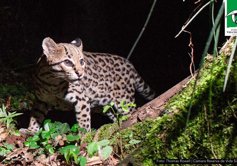 Huellita, la ocelote más longeva del mundo vive en Misiones